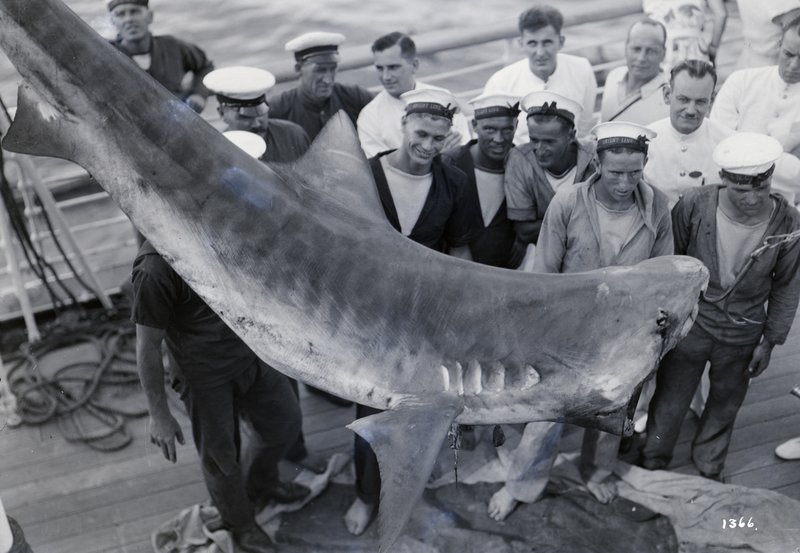 Unleashing the Fierce Power of Admiral Shark Casino in the UK